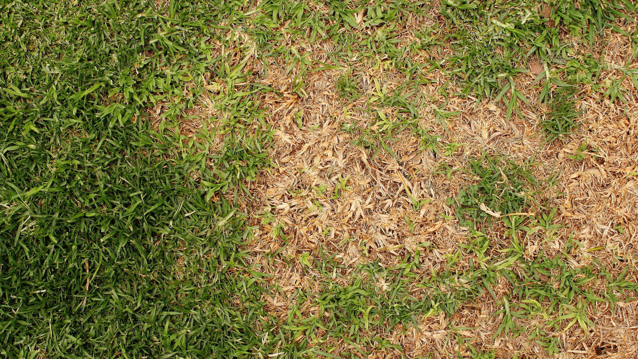  Brown patches in grass. 