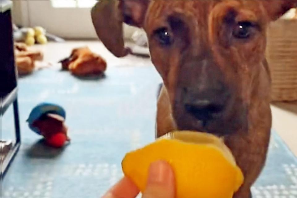dog reacts to lemon