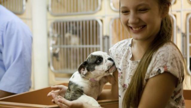 The Best Dog Breed for Your Personality and Lifestyle, Veterinarian in  Oklahoma City, OK