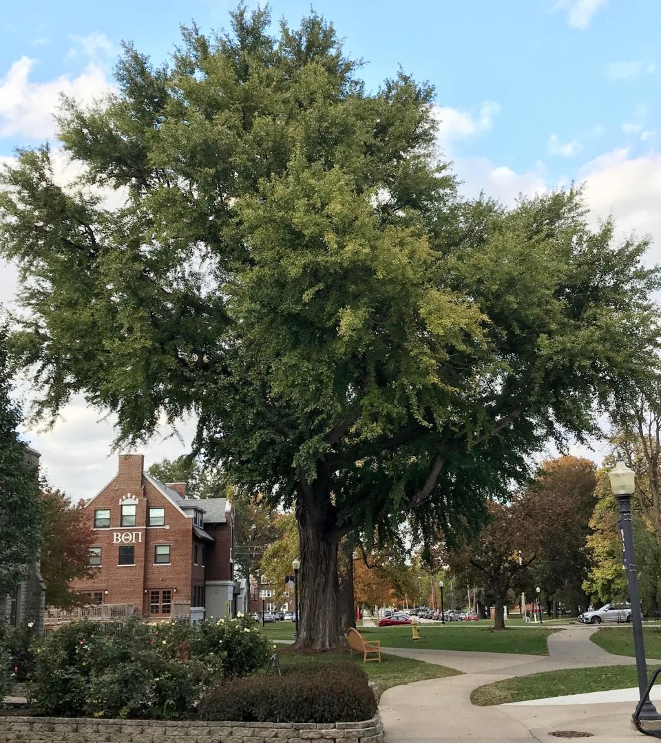 This Gingko tree planted by John Van Ness Standish on Knox College campus is estimated by Professor Stuart Allison to be 130 to 140 years old.