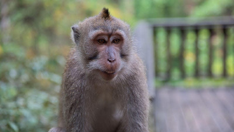 A young cynomolgus monkey.