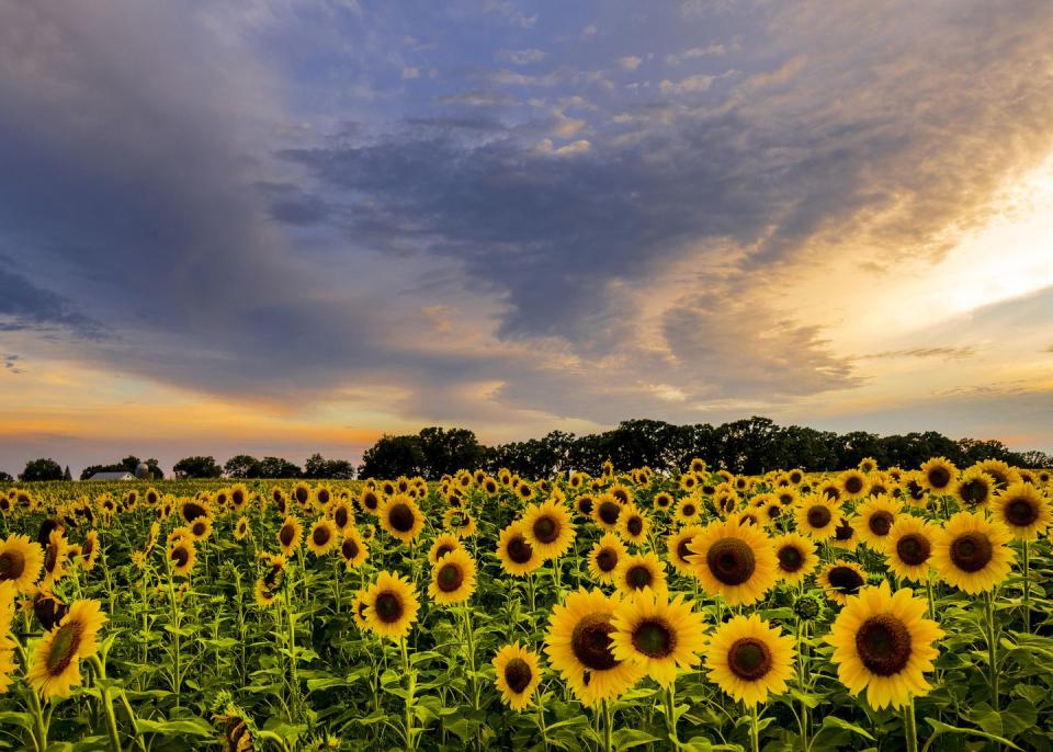 America's Most Beautiful Sunflower Field