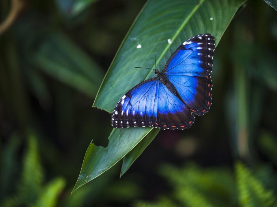 Blue Morpho Butterfly