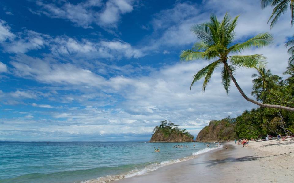 best palm over Playa Leona Costa Rica