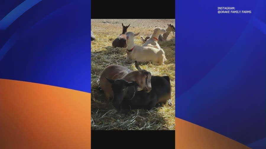According to an Instagram post from Drake Family Farms California, the thief or thieves cut their fence and stole 12 goats. The stolen goats are Saanen, Alpine, and Nubian goats, are all tattooed and are wearing red, blue or chain collars. (IG/@drakefamilyfarmsca)