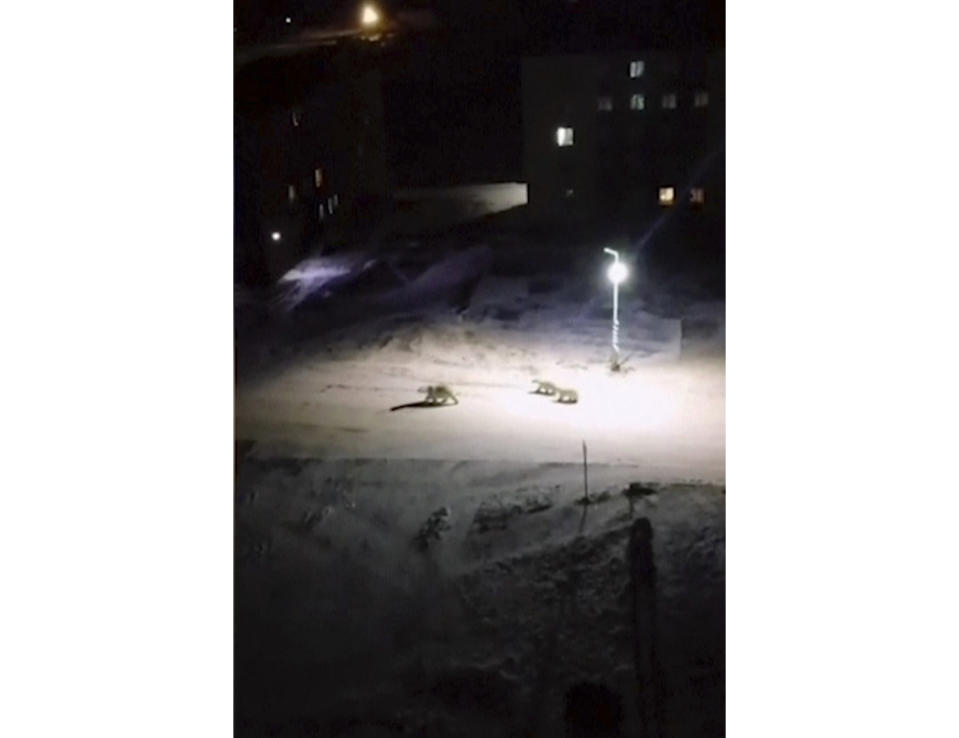 In this image taken from video, a mother polar polar bear and two cubs walk across the courtyard of a residential block, Monday, Feb. 11, 2019, in Belushya Guba, Novaya Zemlya, Russia. Russian wildlife specialists are heading to the Arctic archipelago to try to resolve why the polar bears have moved into the area. More than 50 bears have been spotted in the archipelago’s main town of Belushya Guba. (@muah_irinaelis via AP)