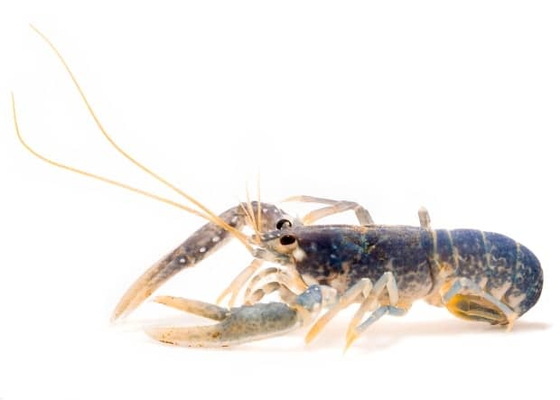 Figuring out the age of a living lobster is difficult, but researchers have figured out a new method to determine the age of younger lobsters using a tissue sample from the claw. (Martin Taylor/University of East Anglia - image credit)