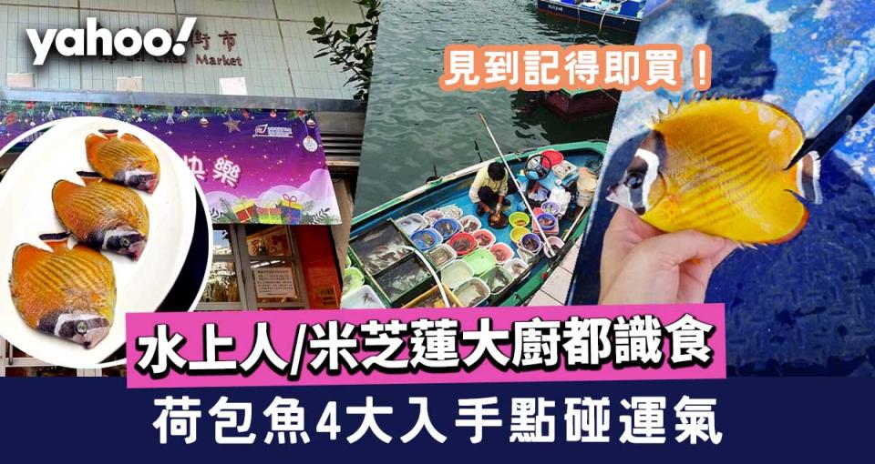 荷包魚│價錢矜貴食用珊瑚魚4大入手點碰運氣 鴨脷洲街市/楊屋道街市/西貢/海鮮店