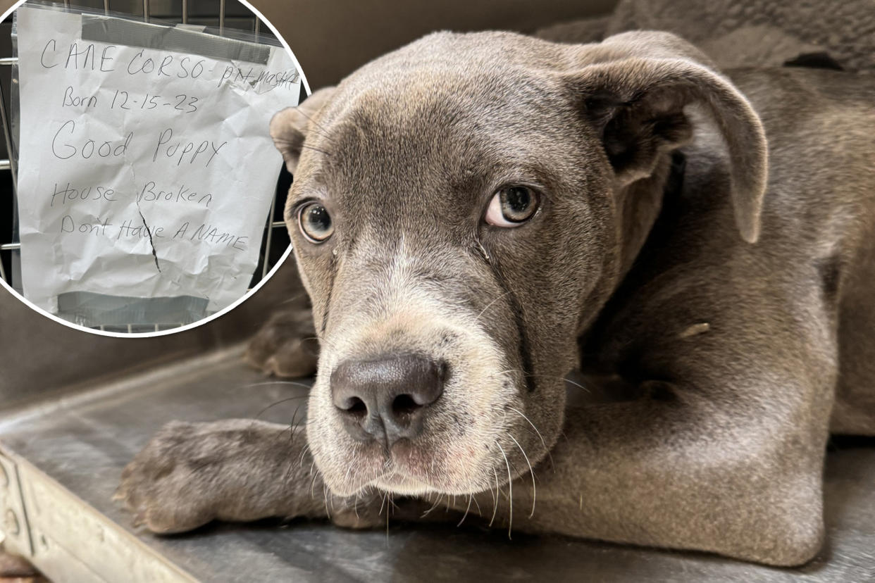 Five-month-old dog looking up at the camera, after being abandoned outside a Pennsylvania animal shelter, now in her forever home