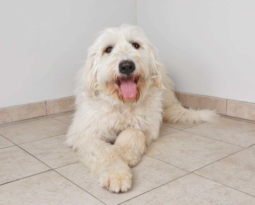 Happy Pyredoodle sitting on a tiled floor