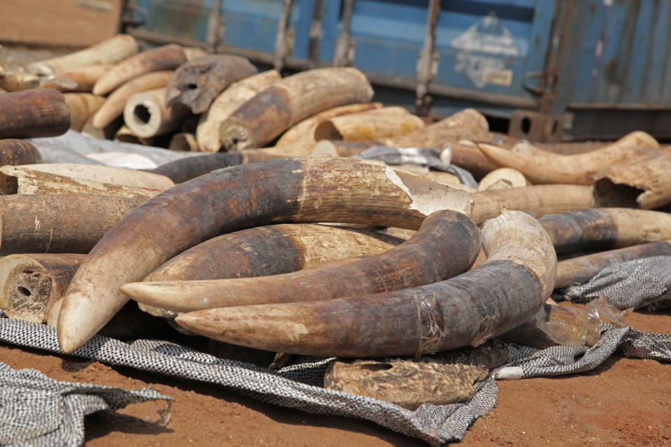 Ivory that forms part of a two tonne discovery by Togo troops is seen in the city of Lome, Togo, Tuesday, Jan. 28, 2014. Police in Togo say they have arrested three men after discovering nearly two tons of ivory in a container marked for shipping to Vietnam. (AP Photo/Erick Kaglan)