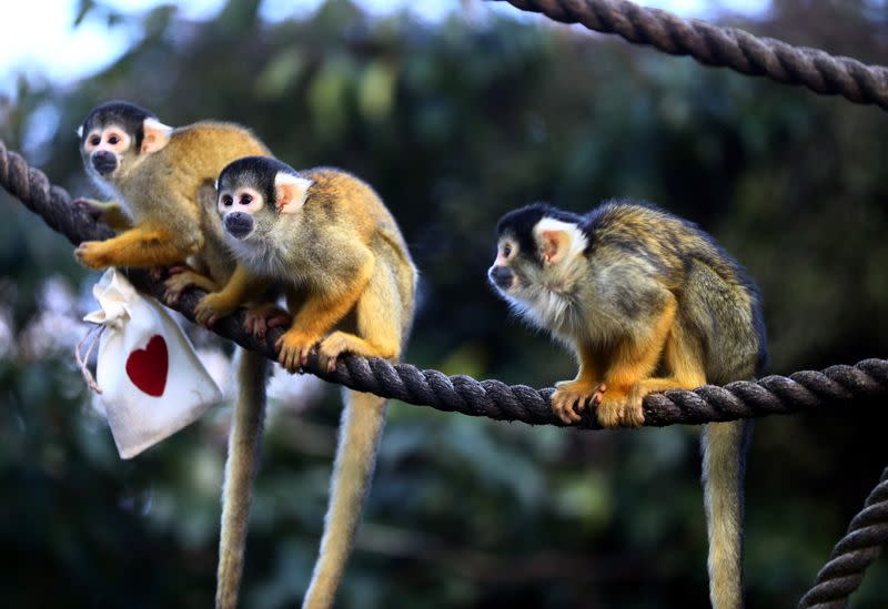 Black capped squirrel monkeys are fed treats from Valentines Day themed bags during a photo-call at ZSL London Zoo in London