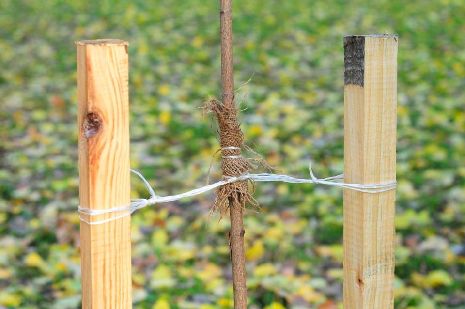 Close up on how to Plant a Tree Correctly with Two Stakes. Planting Trees in Autumn. If your tree is still a sapling, use a stake to help it grow for about the first year of its life. Planting tree.