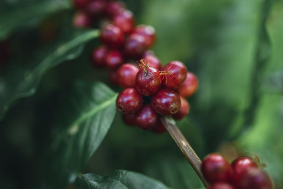 <span>Cada uno de los tipos de café de esta bebida aporta un sabor diferente y equilibrio para un bouquet perfecto. (Foto: especial)</span>