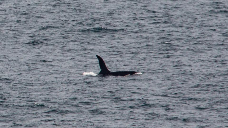 Dieser Orca hat sich in der Seine verirrt. (Bild: dpa)