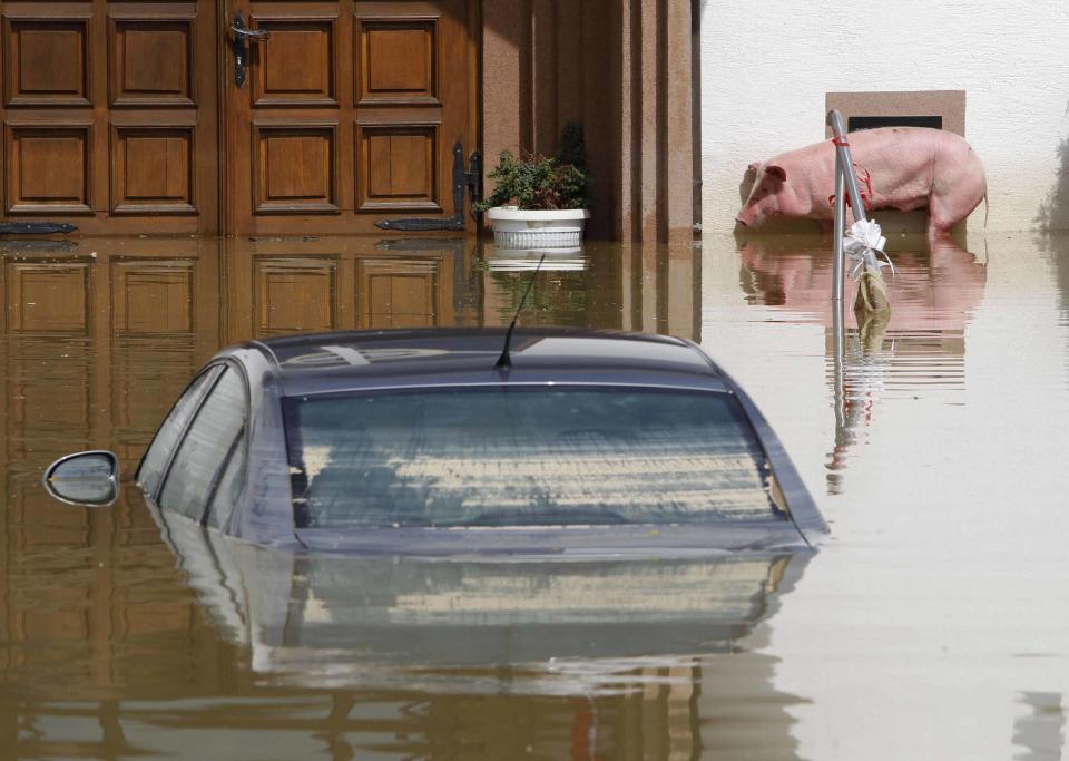 A pig stands in floodwaters next to a car seen underwater during heavy floods in the village of Prud