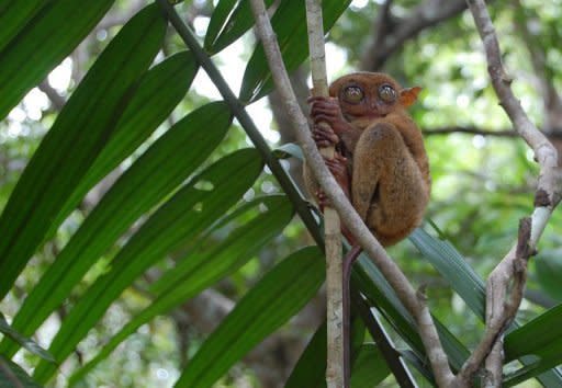 Philippine tarsier clings onto a branch on Bohol island, in the Philippines Central Visayas region. The tarsier is nocturnal, lives in the forest, and is highly sensitive to daylight, noise and human contact