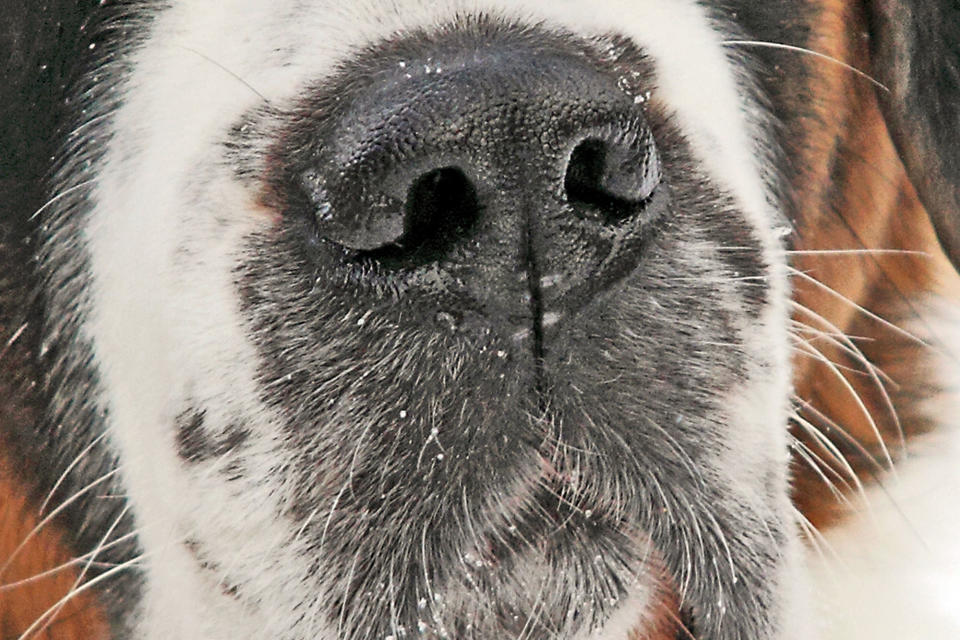 <p>What breed has this floppy muzzle? </p>