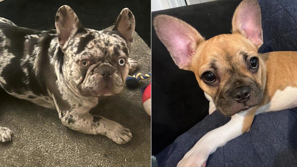 PHOTO: Law enforcement and pet groups say there has been a rise in thefts of French bulldogs across the country. (Courtesy of Ali Zacharias/Teffiney Worthy)