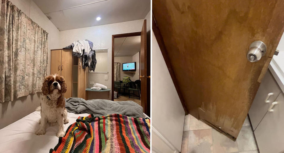 A dog sits on a bed in a scruffy room (left) a worn door (right).