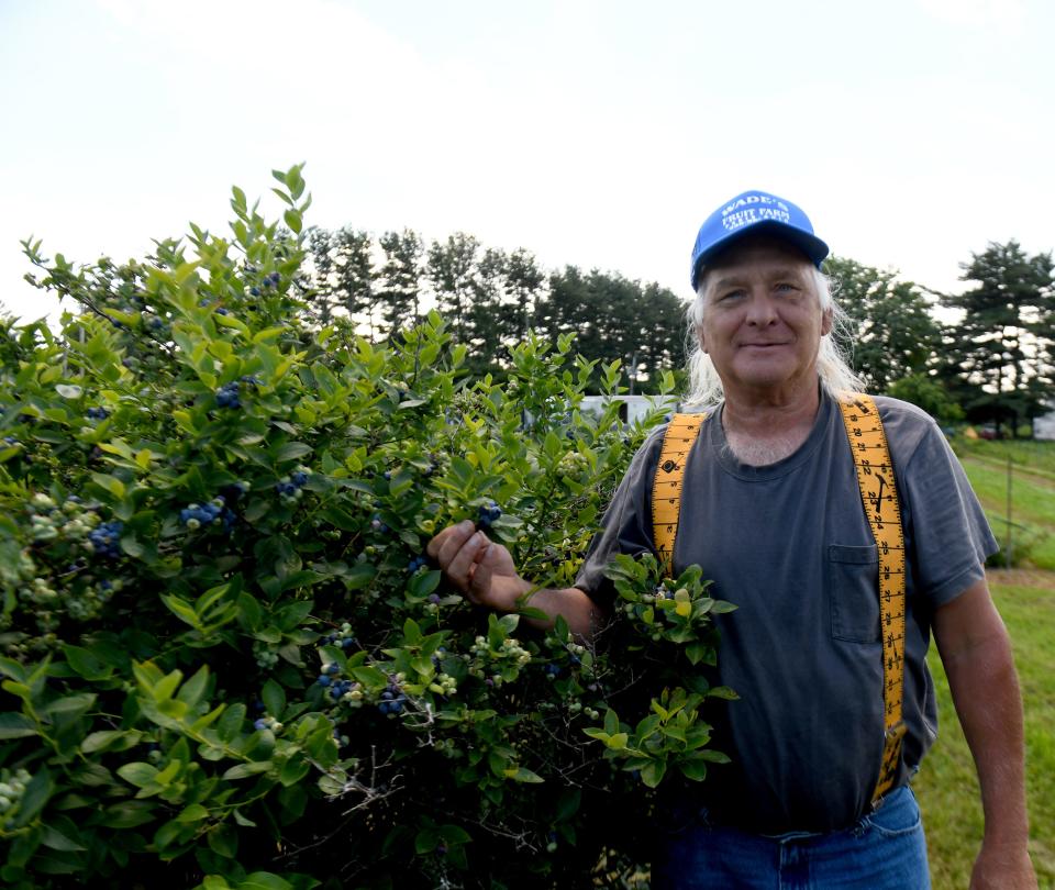 John Wade prepares for blueberry customers as the fruit ripens for picking at Wade's Fruit Farm in Paris.