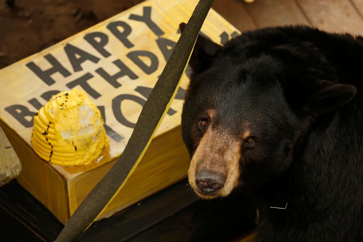 Athena, a 12-year-old-female, looks up at the crowd from eating her sister Yonah's birthday cake during the zoo's "Bears' Bee-Day" birthday celebration on Saturday, March 19, 2022.