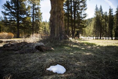 A tiny patch of snow sits in the shade of a tree at the site of a California Department of Water Resources snow survey in Phillips, California in this May 1, 2014 file photo. REUTERS/Max Whittaker/Files