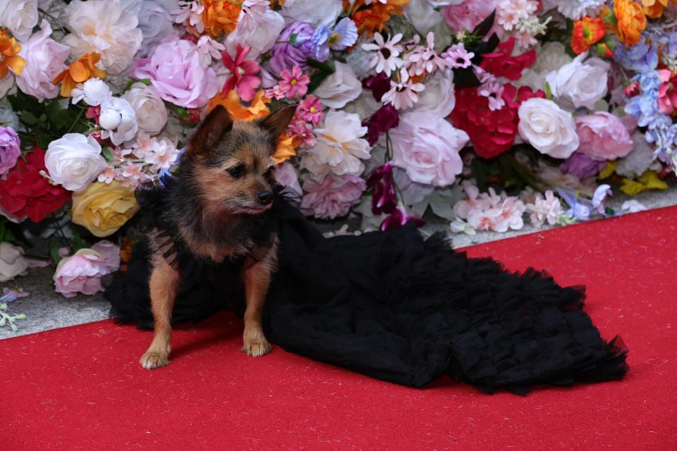 At the 2024 Pet Gala, a Chorkie wore a recreation of Cardi B's Met Gala look. The Pet Gala By Anthony Rubio was held at AKC Museum of the Dog on May 20, 2024 in New York City.