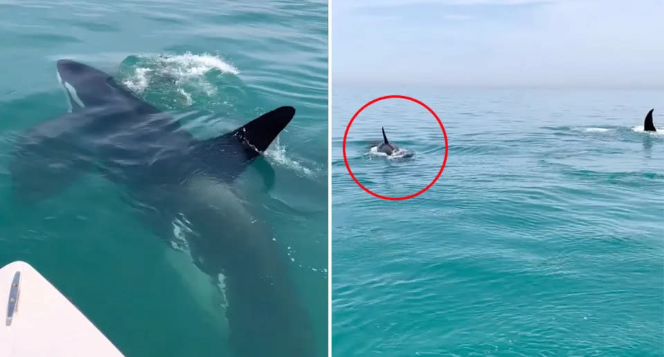 Zwei Orcas, also Killer- oder Schwertwale, wurden bei der Jagd in der Nähe der Küste gesichtet. Quelle: Newsflash/Australscope

