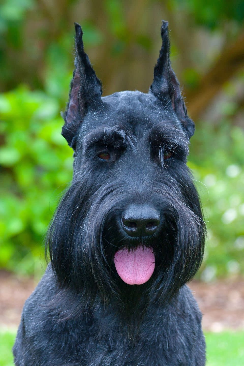 Giant Schnauzer