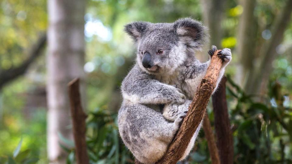 Australia, Brisbane, Lone Pine Koala Sanctuary, portrait of koala perching  on tree trunk