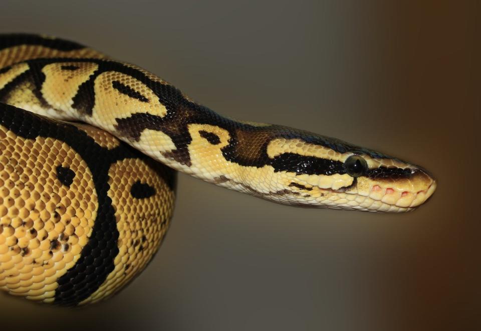 A three-metre-long Python snake emerged from a bush near the Blake family’s pool (file photo)  (Image by Silvia from Pixabay )