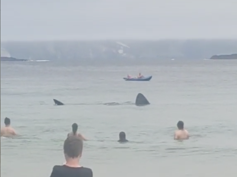 Swimmers stayed in the water to watch as the sharks swam past them (@k.m.m.hairstyles/TikTok)