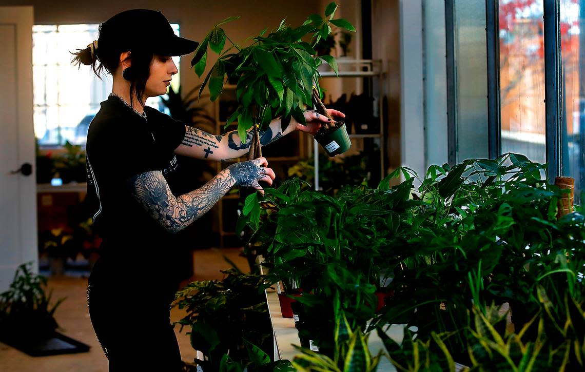 Manager Roxann Holden works at setting out out plants in The Little Plant Shop in Richland.