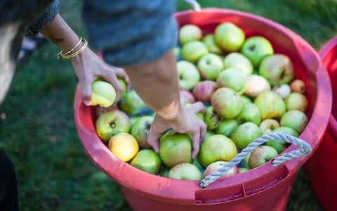 Apple cider vinegar is well known for its acidic taste - Credit: Molly Aaker/Getty images 