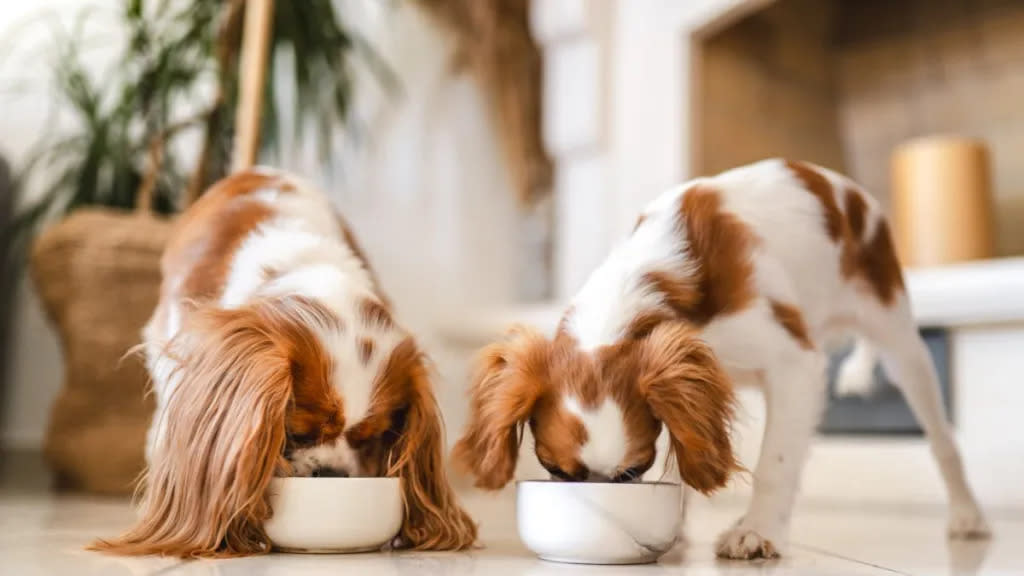 Two dogs eating food, Sunday Food for Dogs was not recalled in 2024.