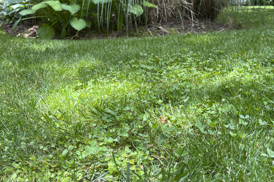 This June 5, 2024, image shows a lawn that incorporates both turfgrass and clover. (Jessica Damiano via AP)