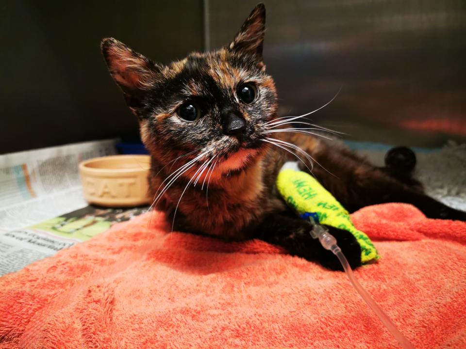 The sexually abused cat named Minnie was found on Bagshot Road, Woking, back in June. She is pictured here hooked up to a IV drip and a cast around one of her legs.