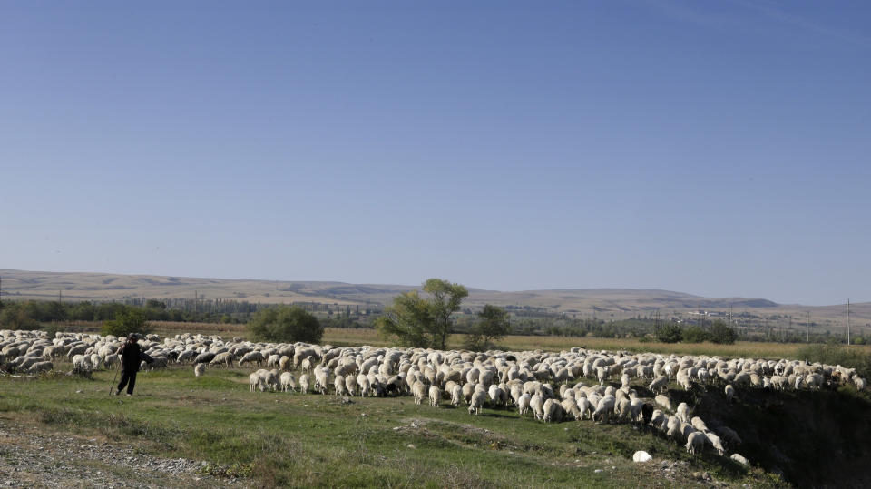 A Georgian shepherd herds his flock of sheep near of the village Sagareyo, Georgia, Sunday, Sept. 30, 2012. Georgia holds tightly contested parliamentary elections on Oct. 1. (AP Photo/Efrem Lukatsky)