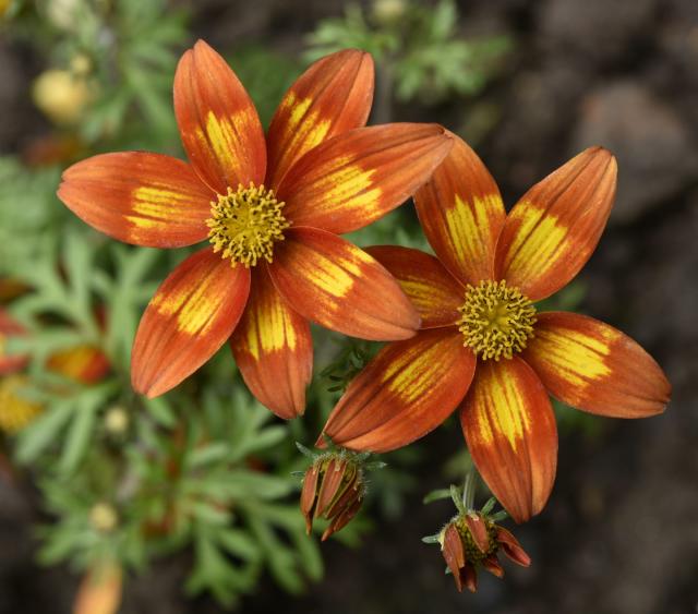 Marigold - (calendula) Petals - NY Spice Shop - Buy Online