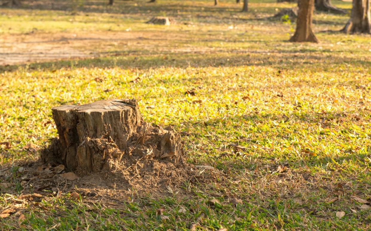 Tree stump in forest with autumn leaves.