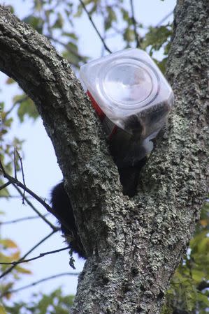 A bear cub who had to be rescued from a tree after getting his head stuck in a cookie jar is shown in this handout provided by the New Jersey Department of Environmental Protection July 1, 2014. REUTERS/New Jersey Department of Environmental Protection/Handout via Reuters