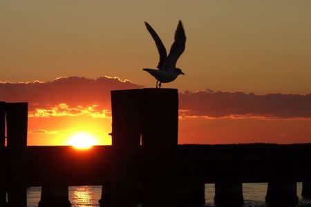 A seagull is pictured at sunset over Chincoteague, Virginia, October 25, 2013. Picture taken October 25, 2013. REUTERS/Kevin Lamarque