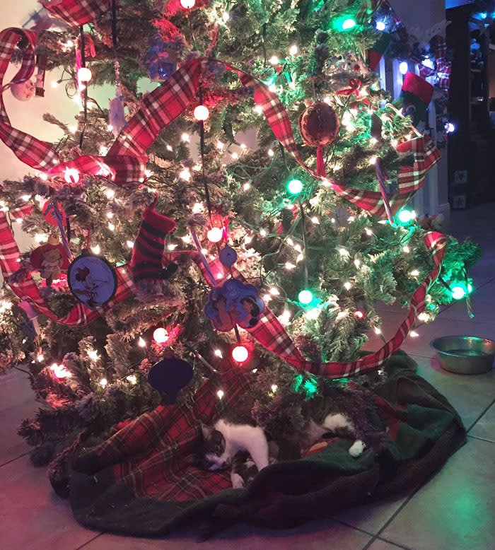 Dio a luz bajo el árbol de Navidad