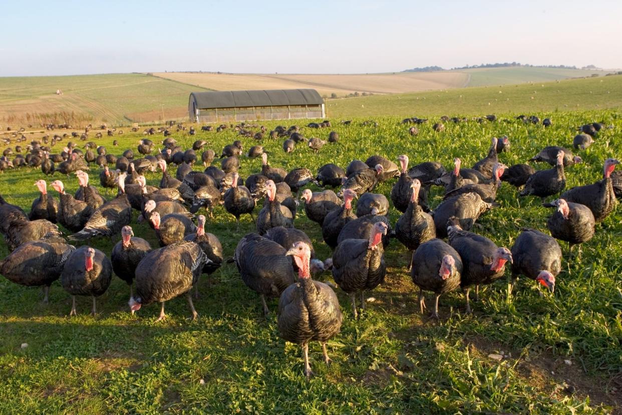 turkeys