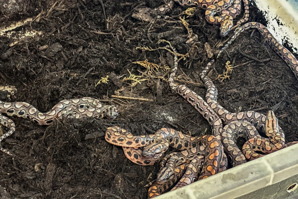 Ronaldo's baby rainbow boa constrictors. (City of Portsmouth College)