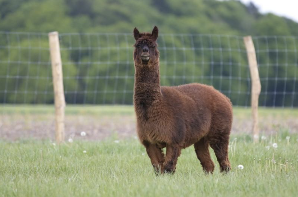 Alpaca called Tyson who who was injected with protein samples by Swedish researchers trying to develop a COVID-19 vaccine or treatment.