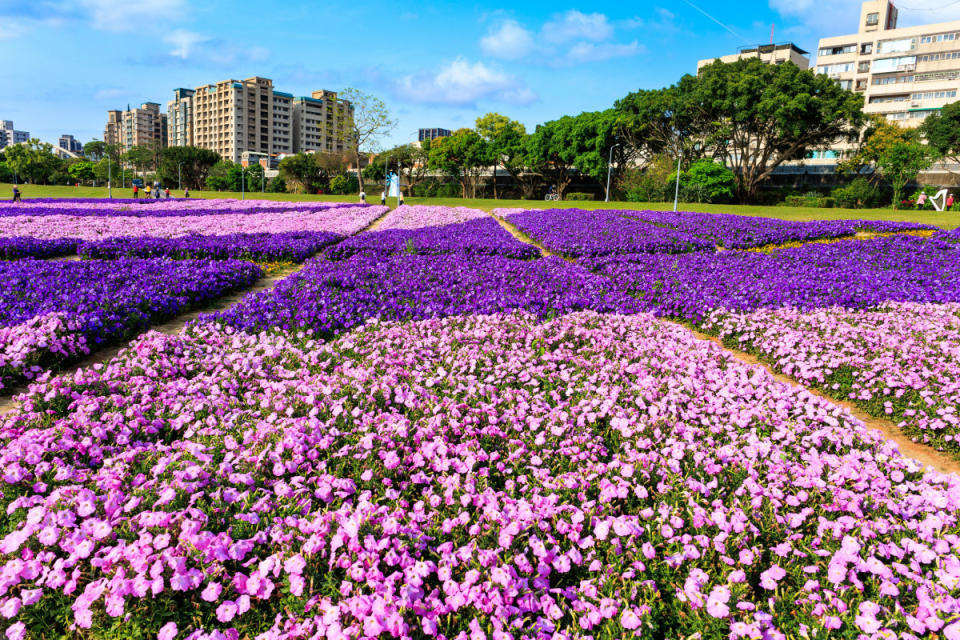 古亭河濱矮牽牛花海（圖／北市水利處提供）