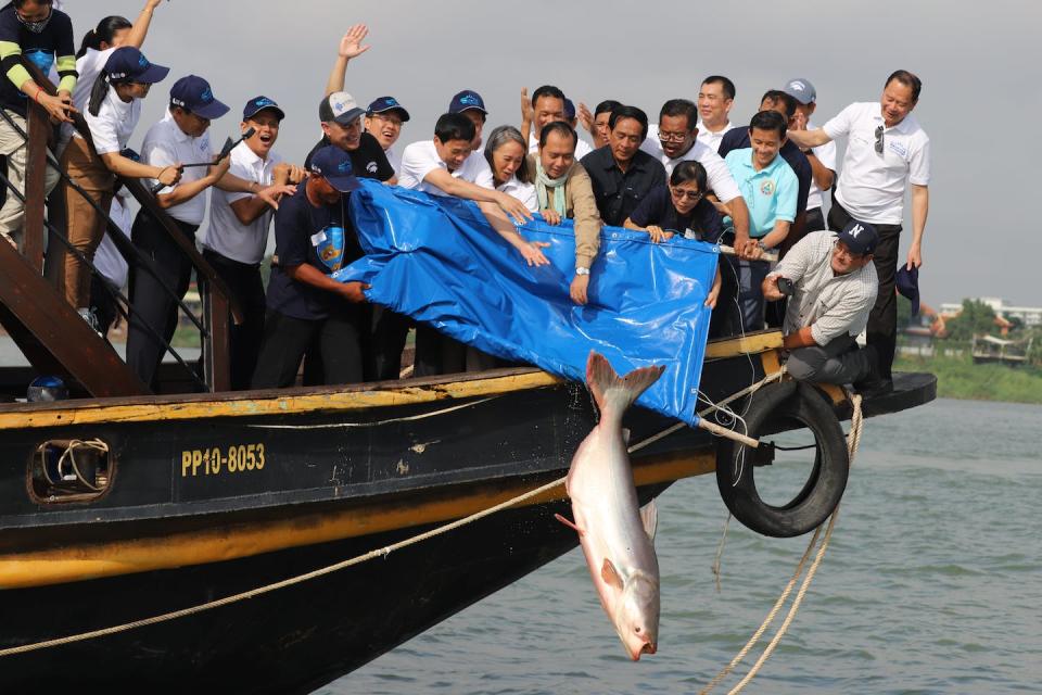 The giant catfish released into the Mekong River with a ceremony in early 2023. Wonders of the Mekong