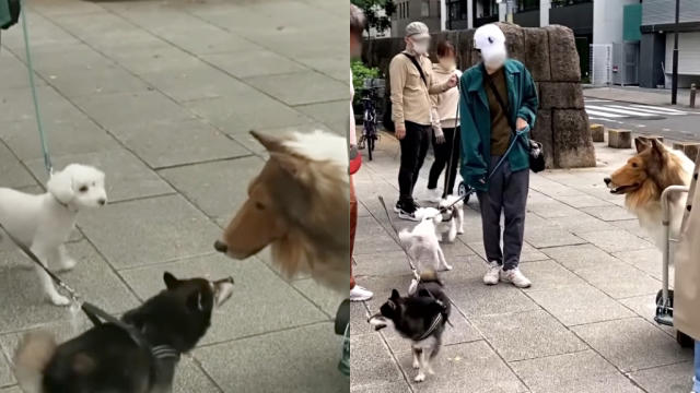 Watch: Man dresses up in realistic dog costume, gets taken for a walk